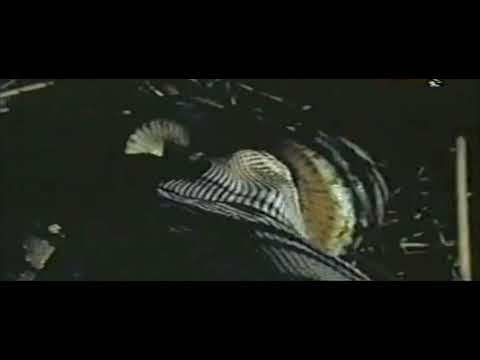 Python Swallows Deer in Dark Night