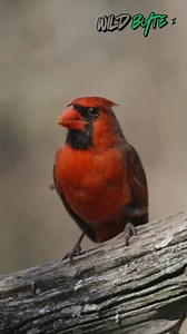 Why are Northern Cardinal feathers so important? #NorthernCardinal #BirdFeathers #RedPlumage #BirdFacts #WildlifeEducation #NatureExplained #BirdBehavior #AnimalAdaptations #FeatherScience #NatureSecrets #WhyAnimals #WildlifeCuriosity #BirdWatching | WildByte