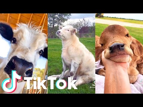 Welcome BACK to COW TIK TOK🐄✨ Fun and Adorable Cows | cow tik tok compilation #3 | Tik Tok Animals