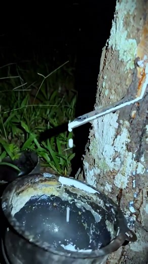 simple technique of tapping rubber tree sap which is still done in the old way #shorts