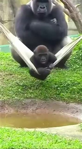 Baby Gorilla's Muddy Mishap Causes Father to Laugh