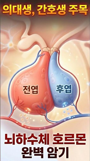 뇌하수체 전엽과 후엽의 호르몬 암기