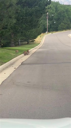 Exploring the Humor of Wild Animals in Nature