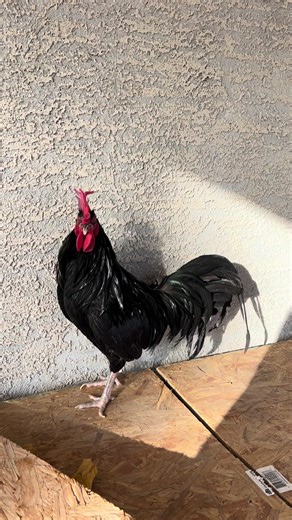 Gallo Sid Taylor Gamefowl ⚫️🦅🦅🦅 Available / Disponible #Morrosgamefarm #Gallofinos #Gallos #Gamefowl