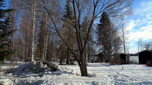 Chainsaw Failures: Learn Safety from Common Mistakes