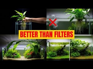 5 Best Terrestrial Plants for Aquariums (Beyond Pothos!)