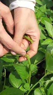 [Mulukhiyah Gardening] Increase Your Harvest! Key Tips on Where to Pinch for a Better Yield #Shar...