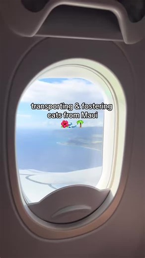 This is what happens after we meet you at the airport! Hawaii 👉 fly to mainland 👉 foster home 👉 adopted ❤️ Love cats? Want to save lives? ✈️ Flying out of Hawaii on Alaska, Delta, or Hawaiian? Sign up in 30 seconds to see if a cat or kitten needs a ride. We handle everything — booking, fees, airport drop-off pickup. You just fly with a kitty at your feet 🐱 That’s it. Easy. Life-saving.