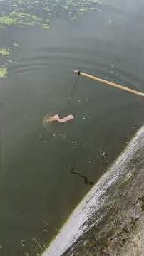 Add bait, lift net every 10 mins, catch dozens in a day