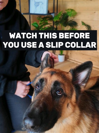 The Benefits of Using a Slip Collar for Dog Training
