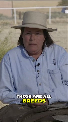 Choosing the perfect guardian dog for your livestock!