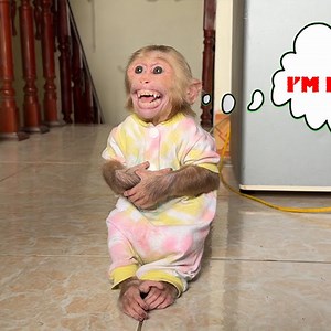 WOW ! Monkey NANA redesigned the sundress given to her by a fan #smartmonkey #monkeybaby #animallover #cuteanimals | Smart Animal