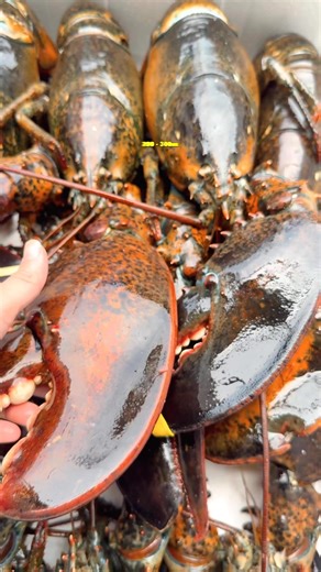 4.4K views · 39 reactions | ⛔ GIẢI CỨU 咽Tôm hùm Alaska yếu hồ, sale nhanh chỉ hơn #200 cành – Bao test thịt trước khi giao  Giá chỉ áp dụng tại bài viết này – Hết là thôi! #xuhuong #tomhumalaska #cangtomalaska | Làng Hải Sản Mix-HCM | Facebook