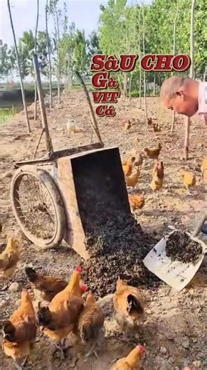 Nuôi Ruồi Lính Đen – 0 đồng tiền cám | Ruồi Lính Đen