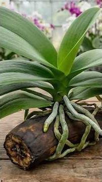 Just use bananas! Roots and sprouts grow uncontrollably