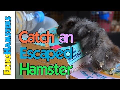 CATCH AN ESCAPED HAMSTER | Bucket Trap Tutorial