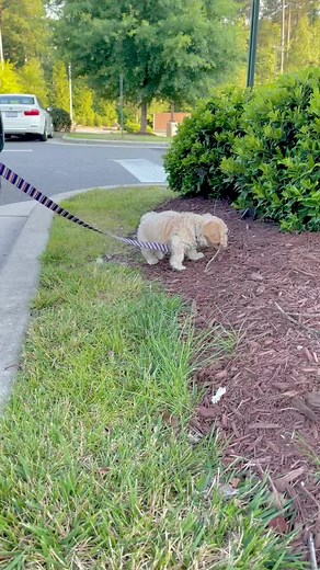 Adorable Cockapoo Puppy Finds First Stick | Cute Dog Videos