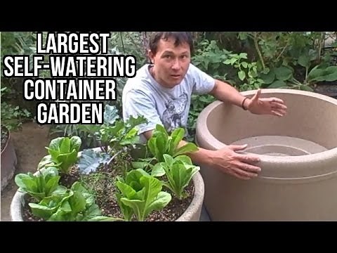 Largest Self Watering Container Garden Lasts a Month Without Watering