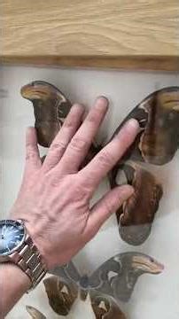 Butterflies of the World and Poland. Daytime and Nighttime #GoldenBasilisk #butterflies #insects