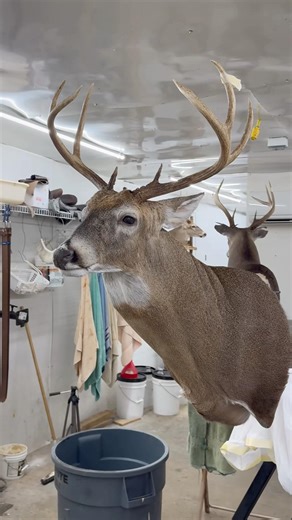 Awesome wide buck on the drying stand! #thecedarridgechronicles #deer #hunting #taxidermy