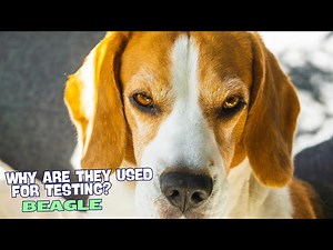Why Are Beagle Dogs Used for Testing?