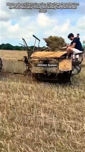 Vintage 1970s Harvesting Machine Still Works Perfectly In The Field.
