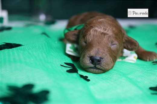Garrett - Toy Poodle Puppy AAA32E