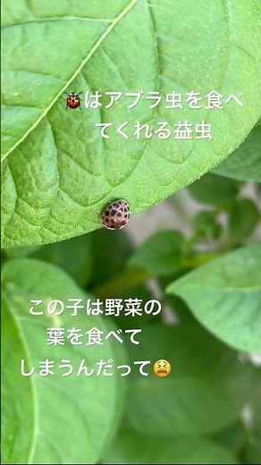 テントウムシダマシ #テントウムシダマシ #害虫 #ガーデニング #家庭菜園