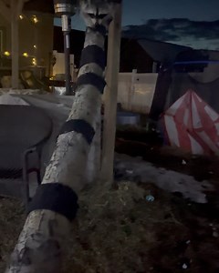 2.2K views · 147 reactions | Diddles Raccoon on Reels | Facebook