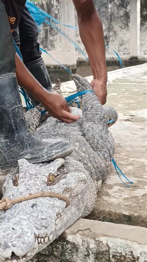 The purpose of capturing this enormous crocodile is to breed it.