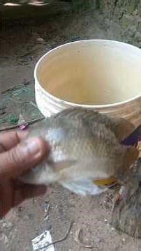 Funny fishing video | Shorts fishing | Funny