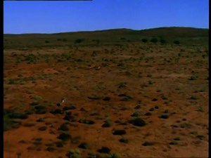 Animal Numbers (1999)