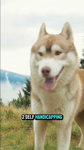 Do You Know the Top 3 Secrets to Dog Play #dogfacts #petbehavior