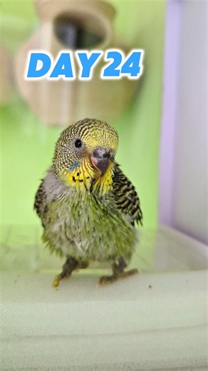 The First 30 Days of My Baby Bird 🐣 #parrot #birds #lovebirds #birdsvilla