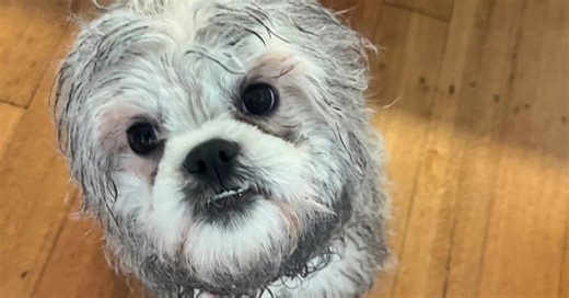 Family's anguish as neighbour allegedly caught on camera bashing missing dog