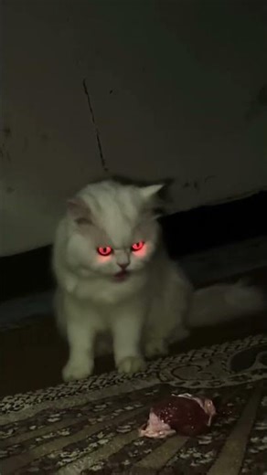 my cat is possessed 🥺#horror #cat #viral #trending #youtubeshorts#catvideos#catshorts#horror#spooky