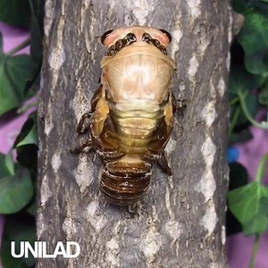 2.2M views · 9.1K shares | Watching the Cicada's metamorphosis is creepily satisfying!  | UNILAD | Facebook