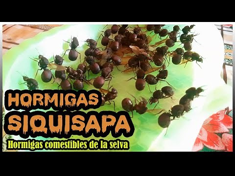 SIQUISAPA or HUASHO: The Edible Ants of the Peruvian Jungle
