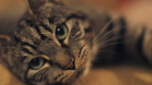 A Cat's Guide To Taking Care of Your Human