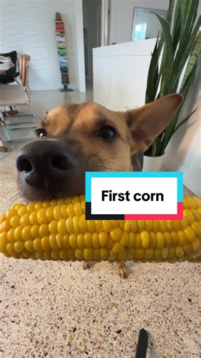Cactus tried corn on the cob for the first time today 🌽 At first he had absolutely no idea how to eat it. Just licking it… staring at it… licking it again. Got frustrated and walked away like it personally offended him. But then he came back, gave it another shot, and finally figured it out. After that, nonstop munching. Wanted to take down the whole thing himself.