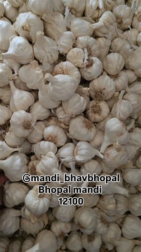 bhopal mandi on Instagram: "Super quality desi garlic date 28/1/2026 #bhopalmandi #markit #indiamandi #bhopal #garlic"