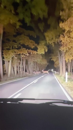 All the Deer: A Fun Exploration of Deer Memes