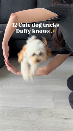 Duffy the Maltipoo on Instagram: "Comment trick is the cutest! #cutedogtricks #dogtricks #cutesogcommands #dogtraining #dogtrickvideo"