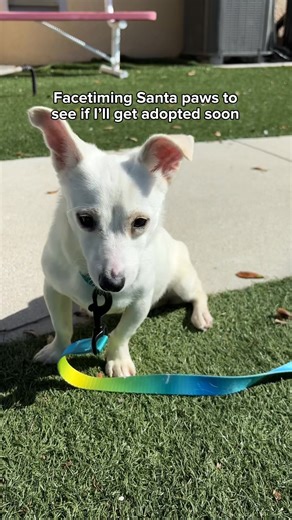 Meet Diego! 🐾 Diego is only 6 months old and weighs just 7.8 pounds — small but full of puppy love! He’s a typical puppy, though on the softer side, with a tail that never stops wagging. Diego loves making new friends and would be a wonderful addition to any family. Perfect for anyone looking for a small dog they can travel with, Diego is ready to bring joy wherever he goes! Come meet him at our von Arx Adoption Center! #shelterdog #puppy #rescuepuppy #adoptme #adoption #puppyreel #puppiesoffac