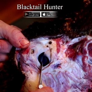 3.2K views | There’s a lot more then just hunting tips jammed into our hunting and fishing apps. These tips are meant to be utilized in the field or in camp while as well saving you time and money. #blacktail #blacktailhunter #skinningknife #howtohunt #hunting #tips #bchunting #huntingbc | Proguide66, Steve Isdahl | Facebook