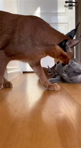 💢🐾 Mom Cat Teaches Bully Cat a Painful Lesson
