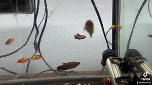 Female Koi Bettas: Koi bettas are beautifully colored similar in fashion to the Koi fish which is how they get their names. Typically Bettas males are best kept singular or in a community tank as the only Betta. Female Betta Fish are communal and can be kept in groups known as sororities. These are very colorful and great for breeding projects. #koibettafish #femalebetta https://www.petzonesd.com/koi-betta-female/ | Pet Zone Tropical Fish, San Diego, California | Facebook