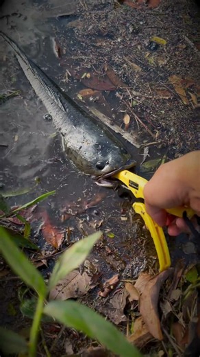 CATCH and RELEASE of the day! ~ Been ages since I hooked a fish!