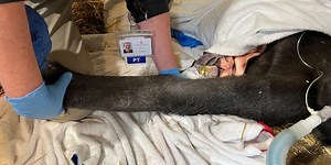 Cincinnati Zoo’s Gladys the gorilla gets 3D-printed titanium cast removed