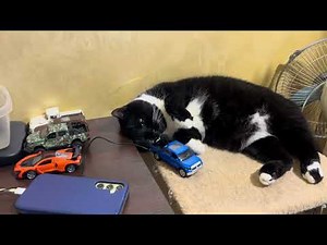 Purring Cat sound for Relaxation. Cute Cat ASMR Purr for Relax. Relaxing video for sleep. Cat purr